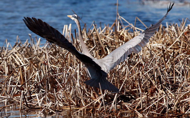 Wildlife in the La Crosse River marsh